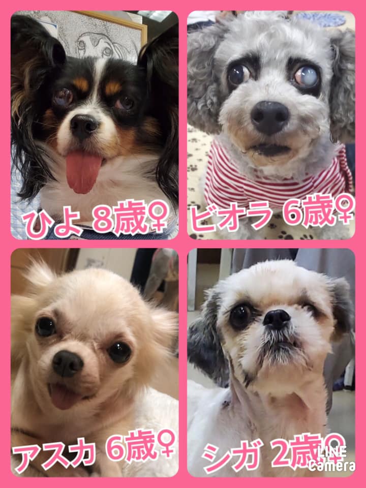 🐾今日の里親様募集中ワンコ🐶メンバーです🐾2020,10,9